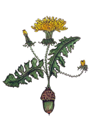 Acorn & Dandelion Greeting Card