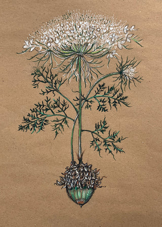 Acorn & Queen Anne's Lace Greeting Card